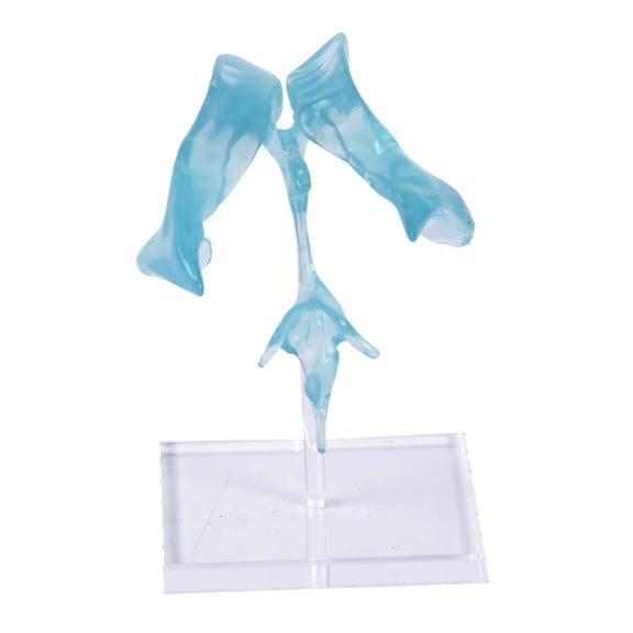 Precisions Human Ventricle Model Acrylic Base for Neurology Education Study Educational Clear Brains Model for Anatomy