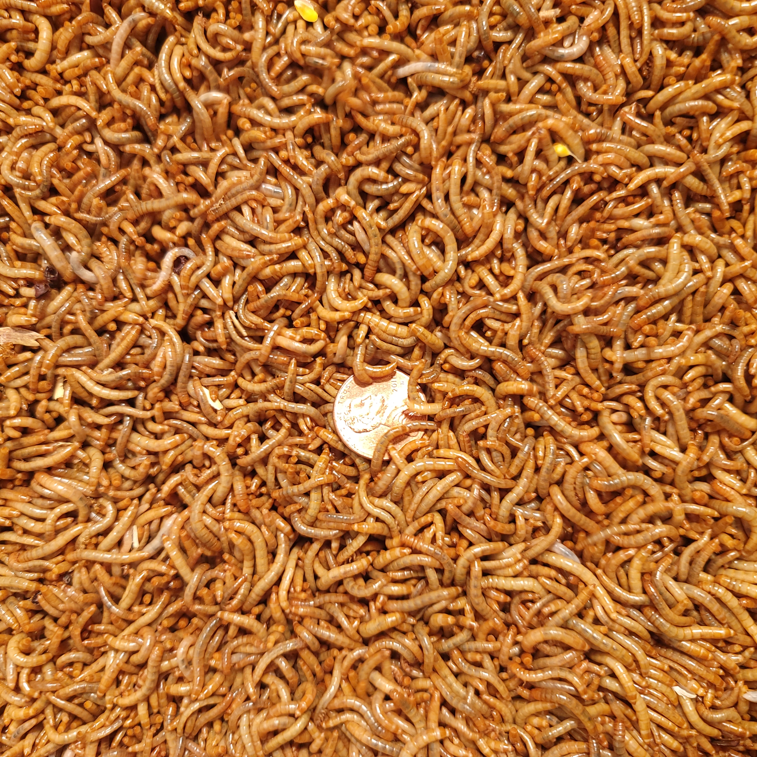 Predator Foods Bulk Live Mealworms 1,000 Count (Large .75