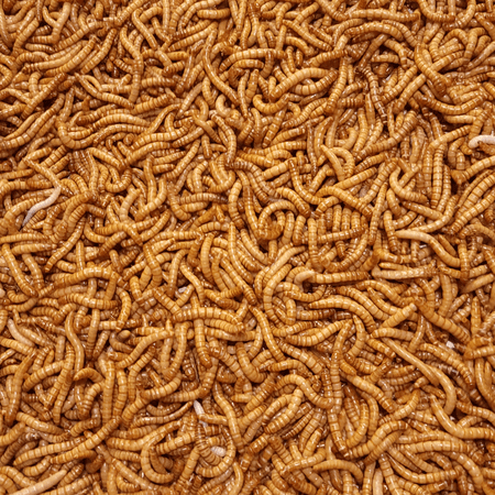 Predator Foods Bulk Live Mealworms - 250 Count (Giant 1"-1.5")