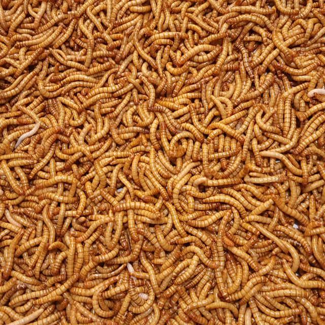 Predator Foods Giant Live Mealworms Bulk Pack, 250 Count Ideal Food