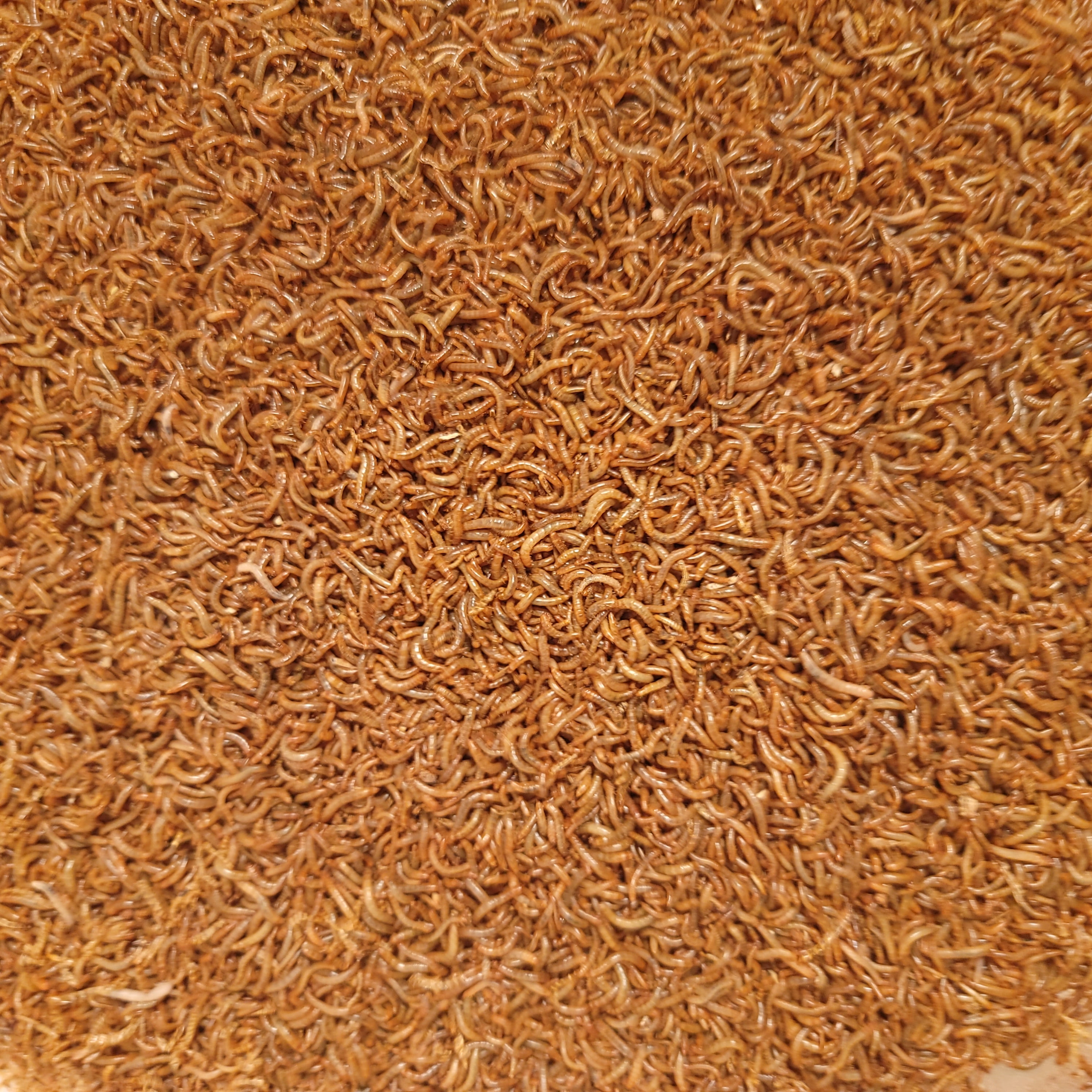 Predator Foods Bulk Live Mealworms 250 Count (Small .25")