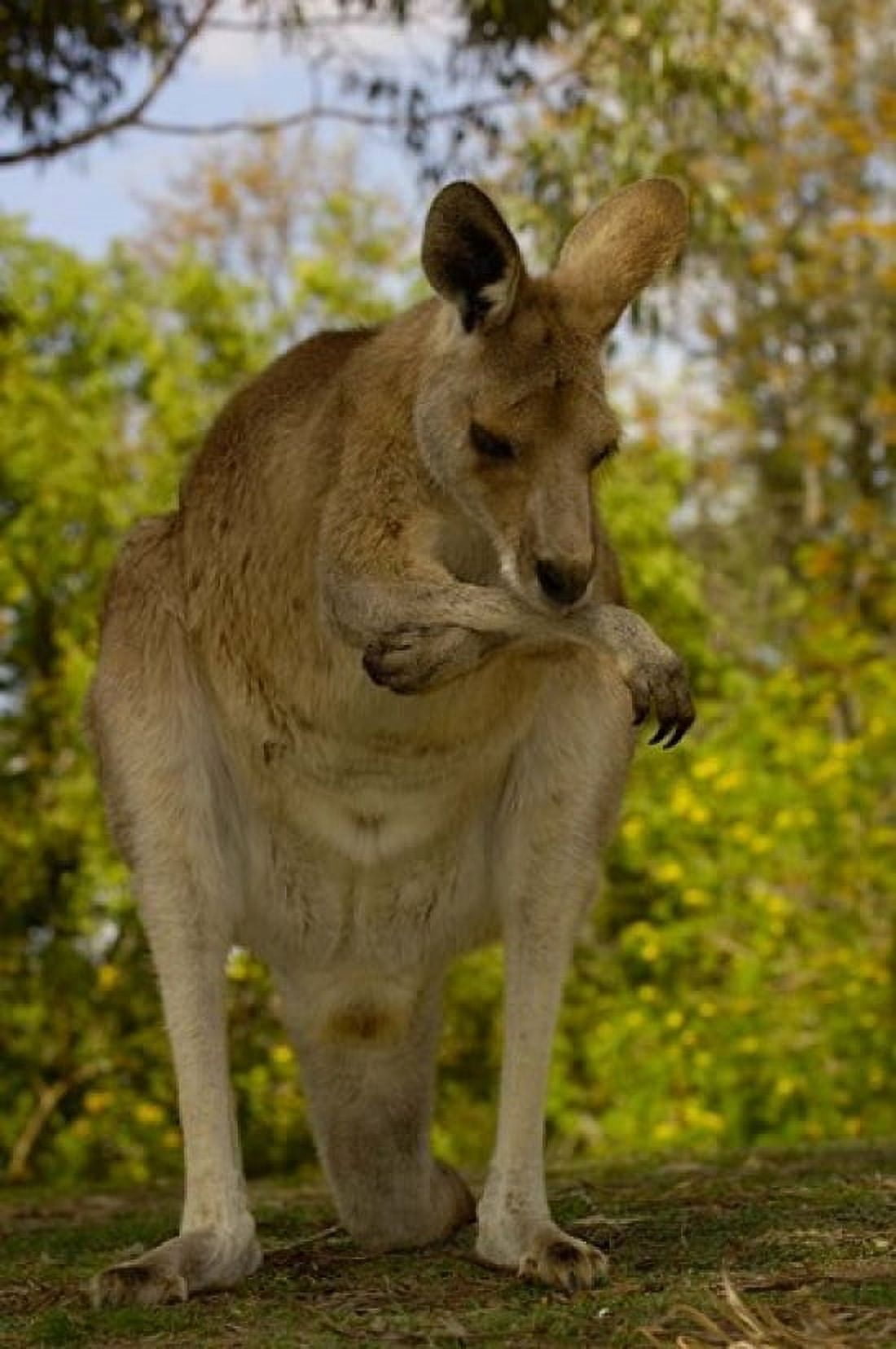 Preening Eastern Grey Kangaroo Queensland AUSTRALIA Canvas Art - Pete Oxford DanitaDelimont (24 x 36)