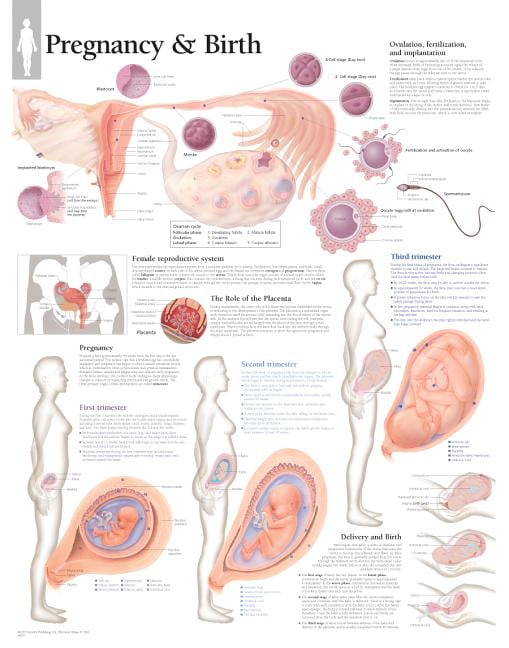 Pregnancy & Birth chart : Laminated Wall Chart (Wallchart)