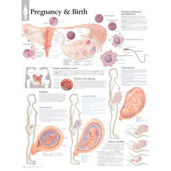 Pregnancy & Birth chart : Laminated Wall Chart (Wallchart)