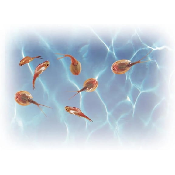 Prehistoric Sea Monsters Growing Triops Kit