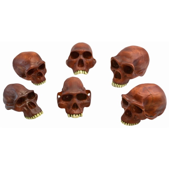 Prehistoric Skull Replicas, Set of 6 - Approx. 10" Size Each - Afarenis, Africanus, Habilis, Erectus, Neanderthalensis and Steinheim Cranium Models - Eisco Labs