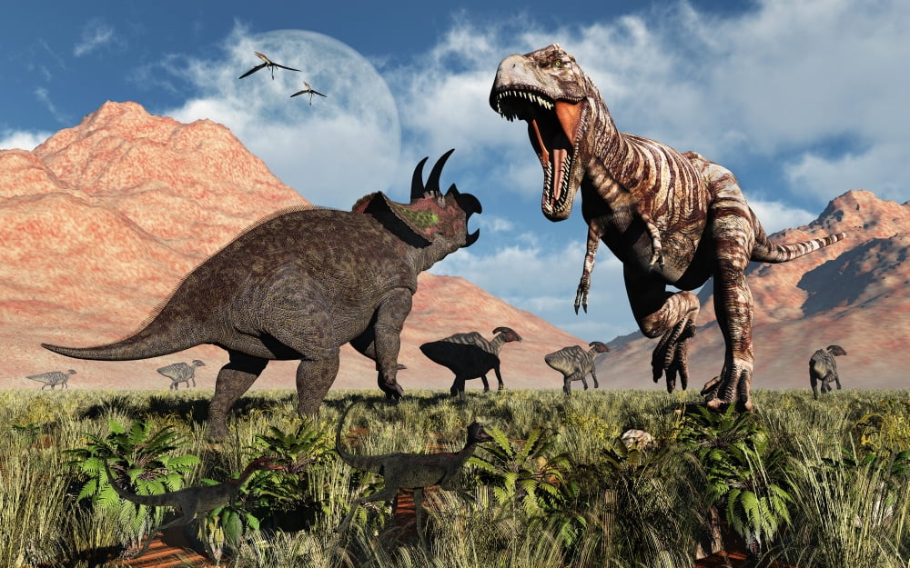 Prehistoric battle between a Triceratops and Tyrannosaurus Rex Canvas Art - Mark StevensonStocktrek Images (18 x 12)