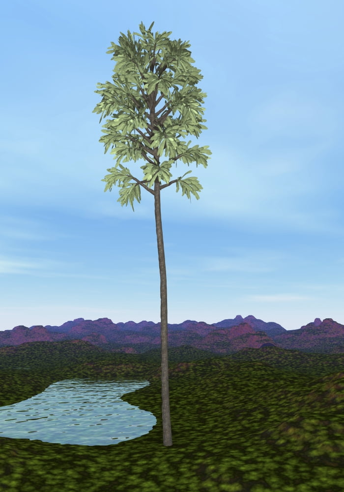 Prehistoric era Cordaites tree Canvas Art - Elena DuvernayStocktrek Images (24 x 34)