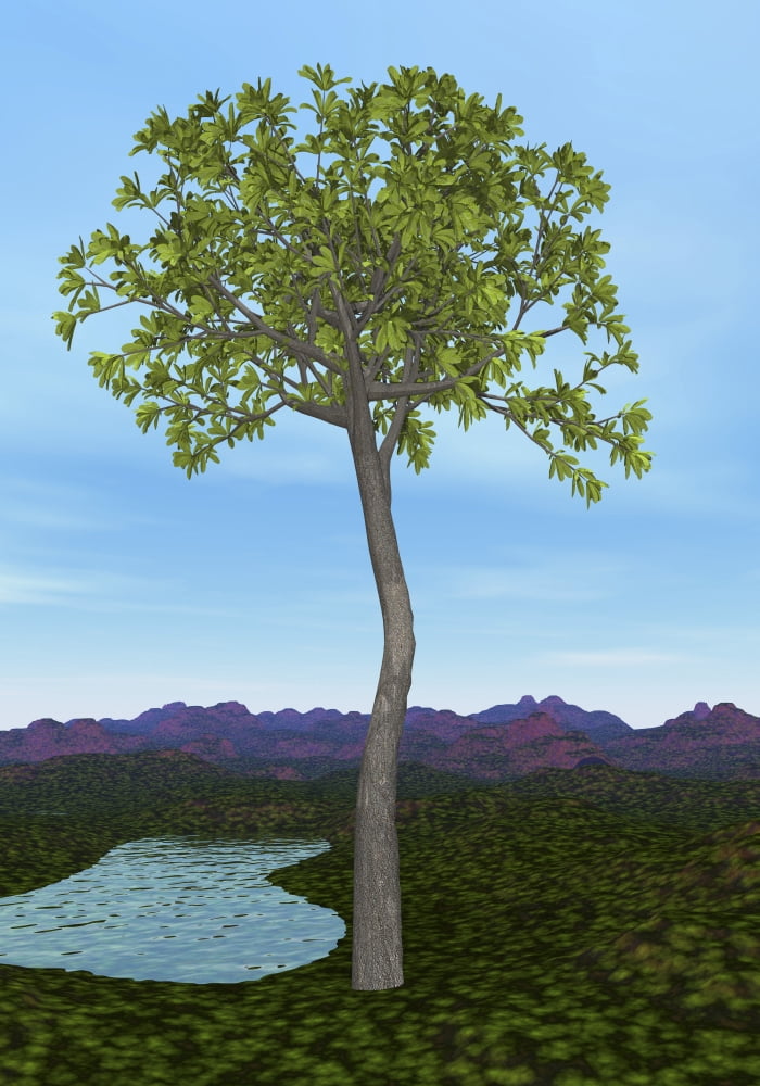 Prehistoric era Glossopteris tree Canvas Art - Elena DuvernayStocktrek Images (24 x 34)