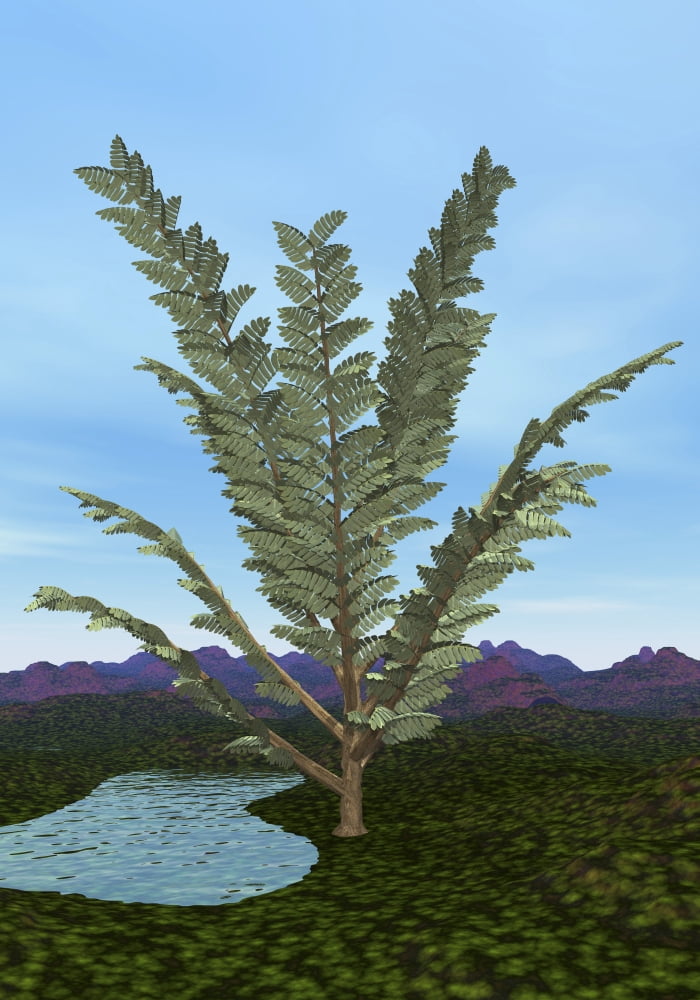 Prehistoric era Pachypteris tree Canvas Art - Elena DuvernayStocktrek Images (12 x 17)