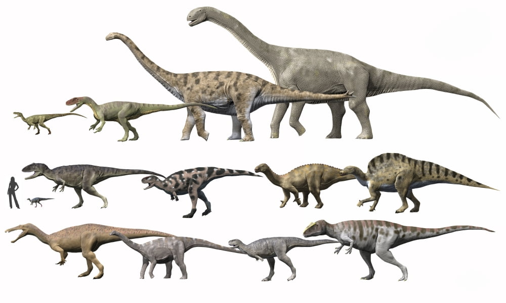 Prehistoric era dinosaurs of Niger drawn to scale Canvas Art - Nobumichi TamuraStocktrek Images (19 x 11)