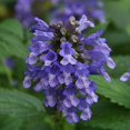 thumbnail image 1 of Prelude™ Purple Catmint Perennial - Nepeta subsessilis - Gallon Pot, 1 of 2