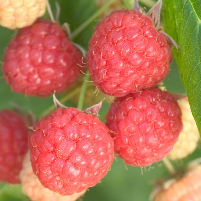 Prelude Raspberry Dormant Bare Root Fruit Bearing Plant (1-Pack)