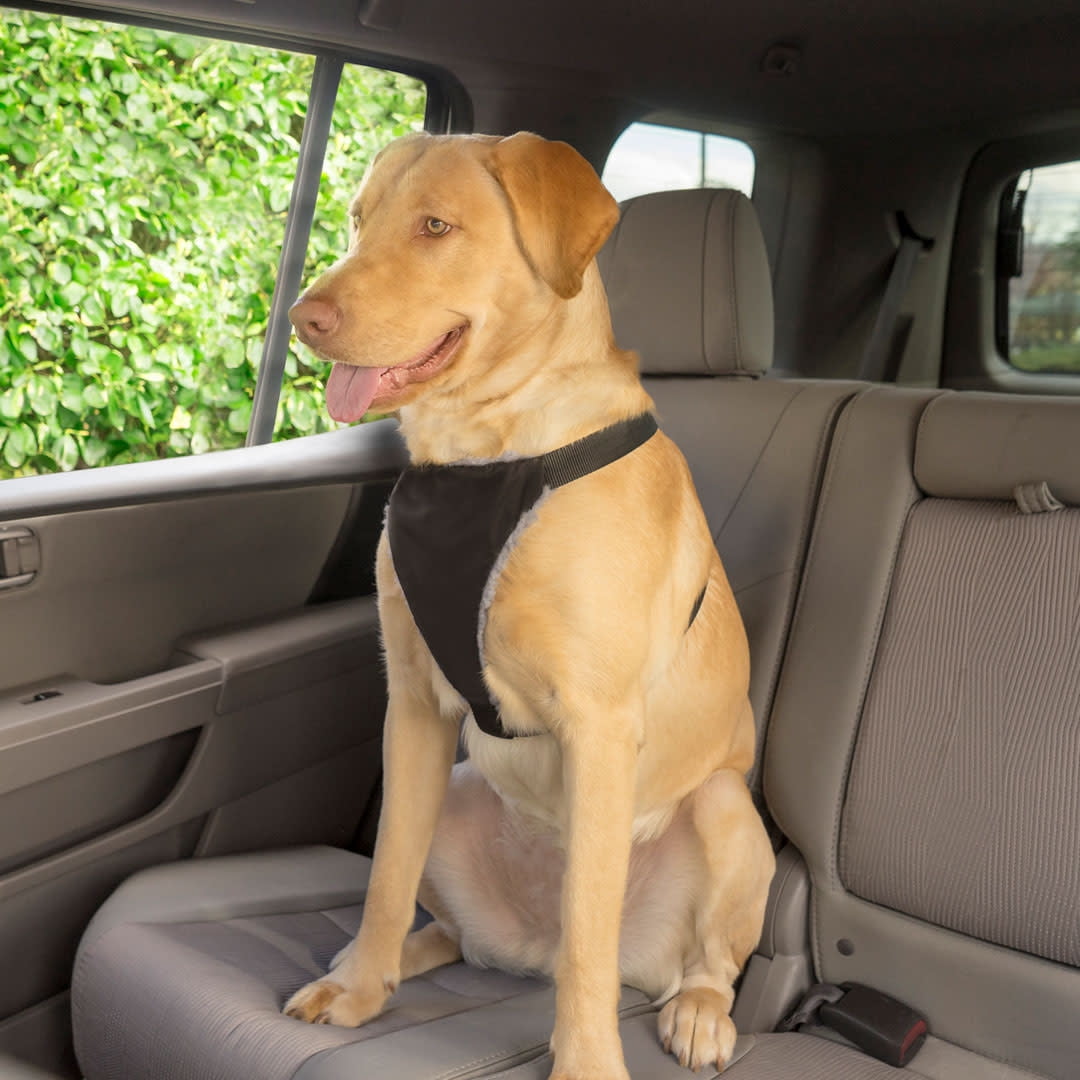 Premier Pet Car Safety Harness for Large Dogs Keeps Your Dog Secure