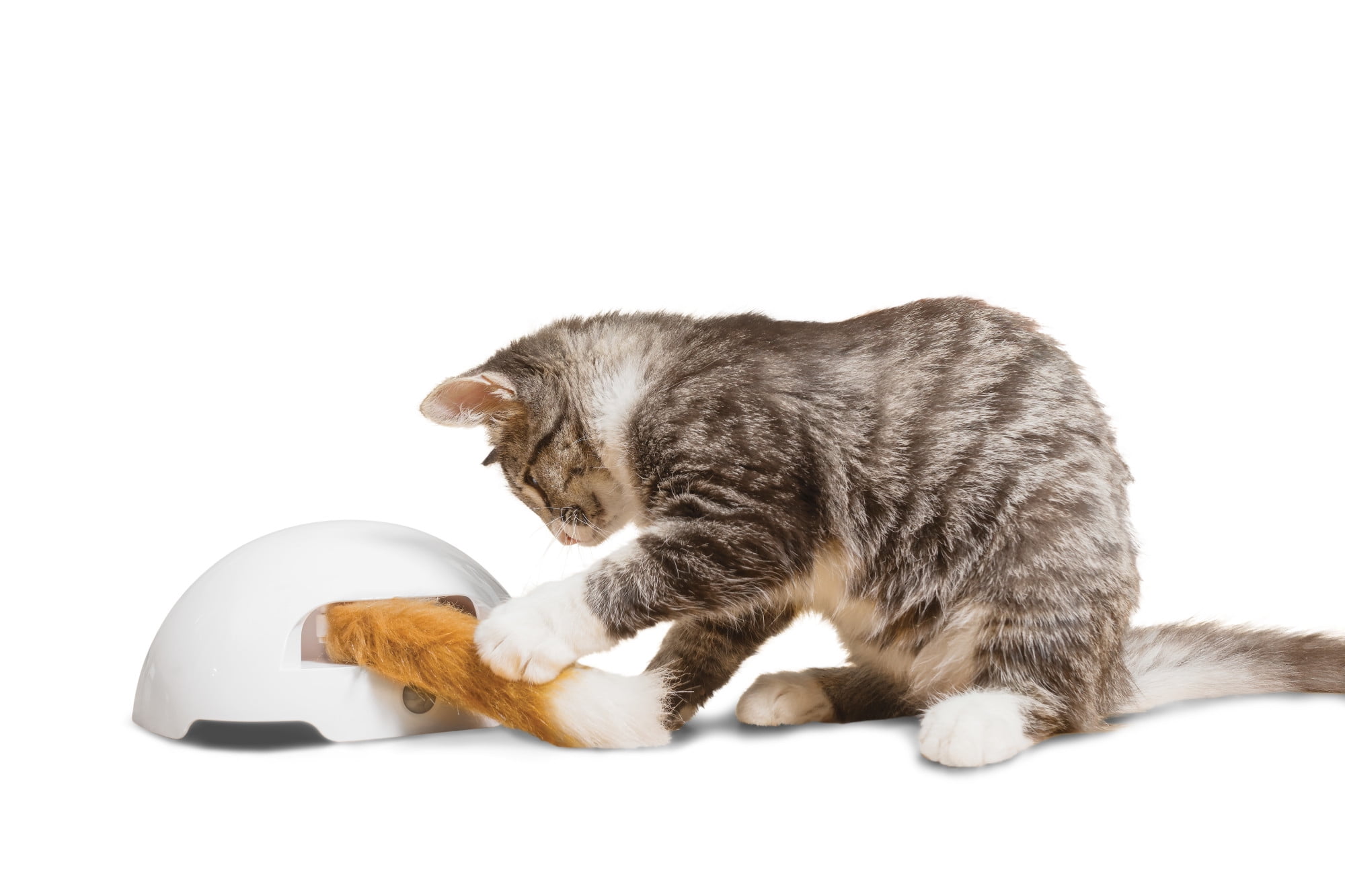 Foxtail cat toy 2025