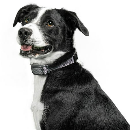 Premier Pet Rechargeable Bark Collar - Adjustable For Small to Large Dogs
