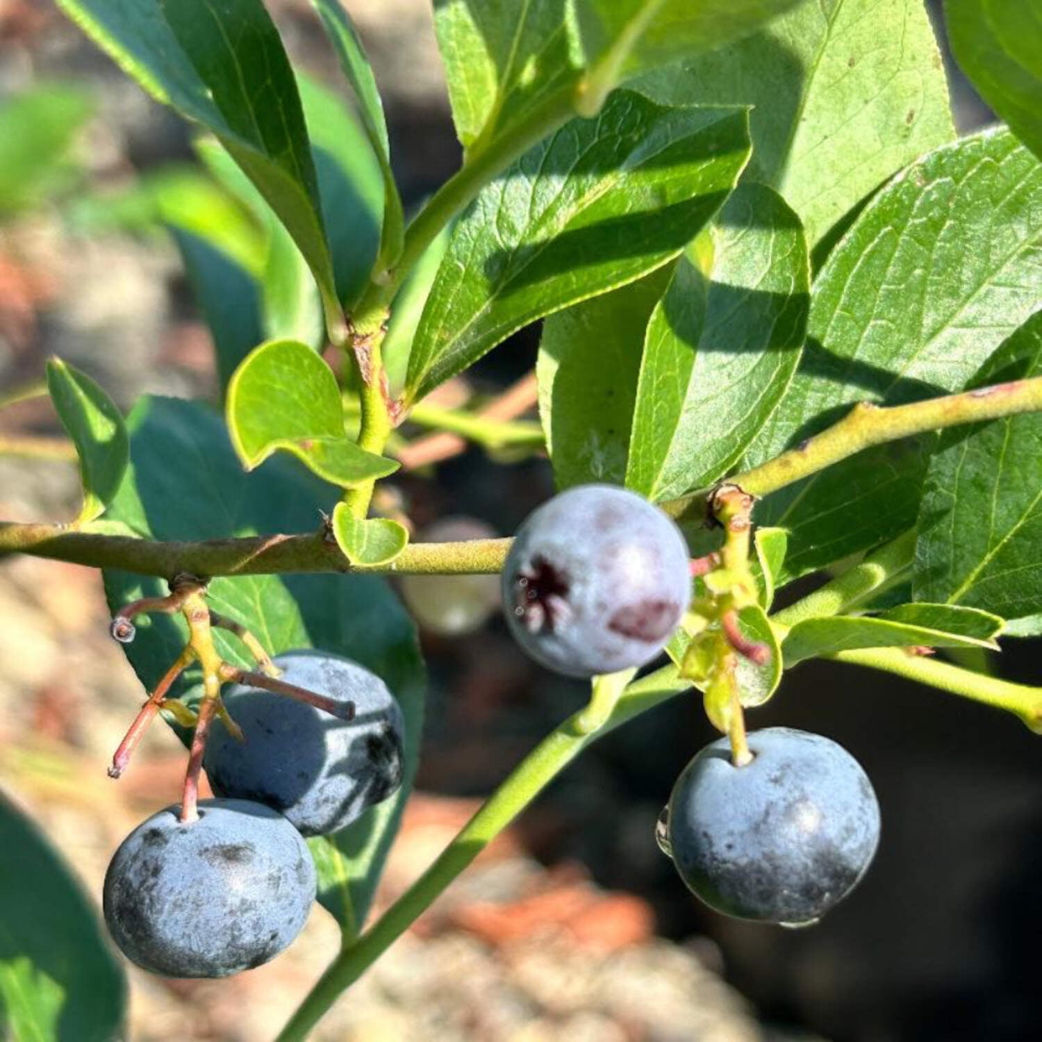 Premier Rabbiteye Blueberry - Vaccinium ashei 'Premier' - Walmart.com