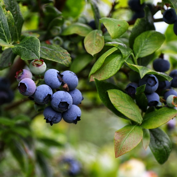 Expert Gardener 3-4 ft tall Premier Rabbiteye Blueberry Live Shrub in 7-Gallon Grower Pot