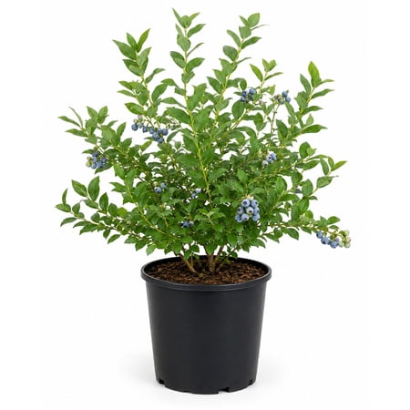 Expert Gardener Premier Rabbiteye Blueberry Bush (2.5 Gallon) Fruit-Bearing Deciduous Shrub - Full Sun Live Outdoor Plant