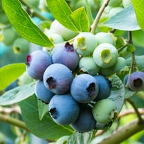 Expert Gardener Premier Rabbiteye Blueberry Bush (2.5 Quart) Fruit-Bearing Deciduous Shrub - Live Outdoor Plant