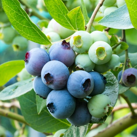 Expert Gardener Premier Rabbiteye Blueberry Bush (2.5 Quart) Fruit-Bearing Deciduous Shrub - Live Outdoor Plant