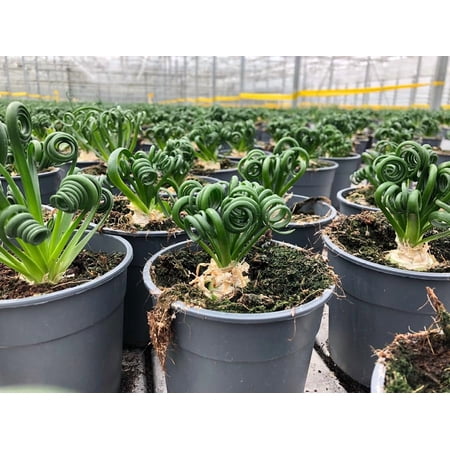 Gardenera Premium Albuca Spiralis Potting Soil Mix - Perfect Balance of Nutrients, Drainage, and Aeration for Thriving Blooms - 10 Quart