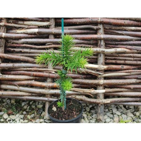 Premium Araucaria Potting Soil Mix - Perfect Balance of Nutrients, Drainage, and Aeration for Healthy Araucaria Trees - 10 Quart