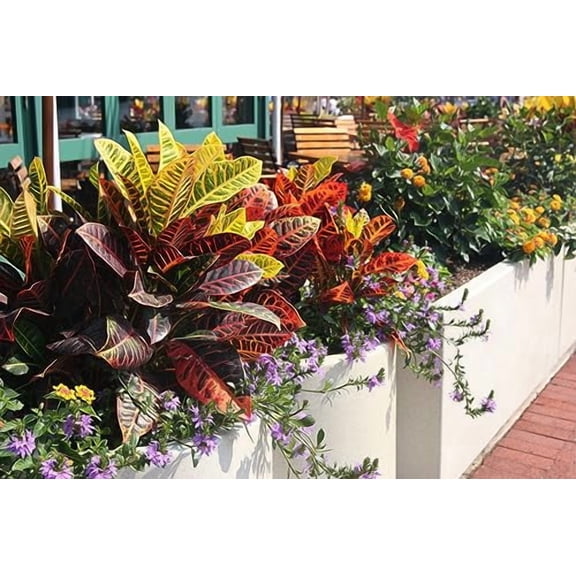 Premium Assorted Foliage Soil Mix by Gardenera - Nourishing Formula for Impressive Growth and Vibrant Foliage - 5 Quart