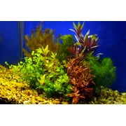 Premium Assorted Mixed Plant Bunch Live Aquarium Plants BUY2 GET1 FREE