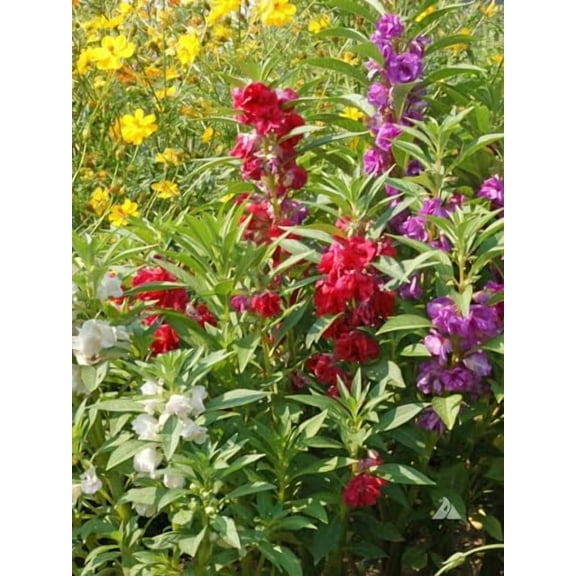 Premium Balsam Camellia Potting Soil Mix - Perfect Balance of Nutrients, Drainage, and Aeration for Thriving Blooms - 10 Quart