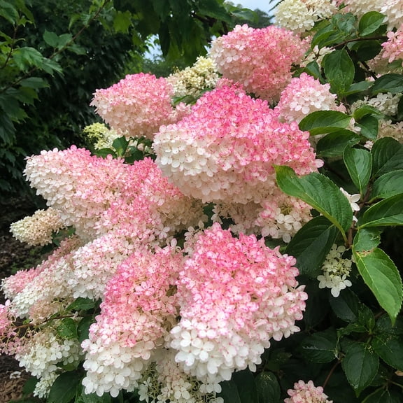 Premium Bigleaf Hydrangea Macrophylla, Hardy Flowering Shrub-Beautiful Gift-Variegated Blossoms-(Non-Artificial)-Professional,Iridescence Ornamental-Premium Garden Stakes