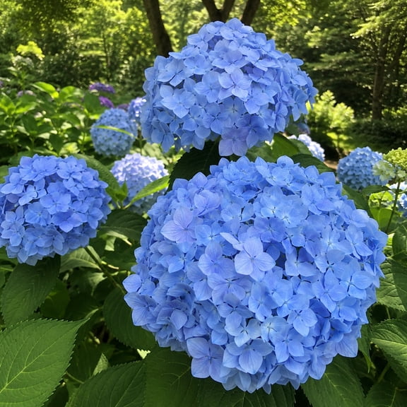 Premium Bigleaf Hydrangea Macrophylla, Hardy Flowering Shrub-Beautiful Gift-Variegated Blossoms-(Non-Artificial)-Professional,Iridescence Ornamental-Premium Garden Stakes