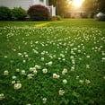 thumbnail image 1 of Premium Coated White PresNok&nbsp;Dutch Clover Seed - Versatile Lawn Ground Cover, & Pollinator-Friendly - Nitrogen-Fixing & Drought-Resistant - Great for Lawns, Pastures, and Food Plots (5LB), 1 of 3