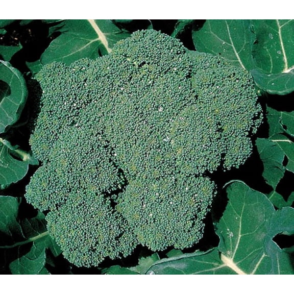 Premium Crop Broccoli Plant - 2.5" Pot - Heavy Yields/Great Taste