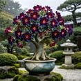 thumbnail image 1 of Premium Desert Rose For Planting-Exquisite Variegated Blossoms-Ideal Yard & Patio Decor(Non-Artificial), 1 of 7