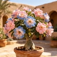 thumbnail image 1 of Premium Desert Rose For Planting-Ornamental-Exquisite Variegated Blossoms-Ideal Yard & Patio Decor(Non-Artificial), 1 of 5