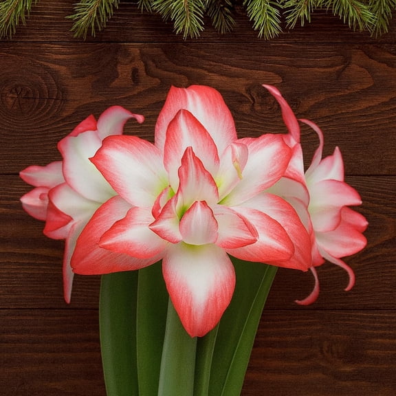 Premium Double Dream Amaryllis Bulb Top Size 3638 cm | Soft Pink Double Blooms with Delicate Veining | Indoor Holiday Flowering Bulb | Easy to Grow Gift Plant