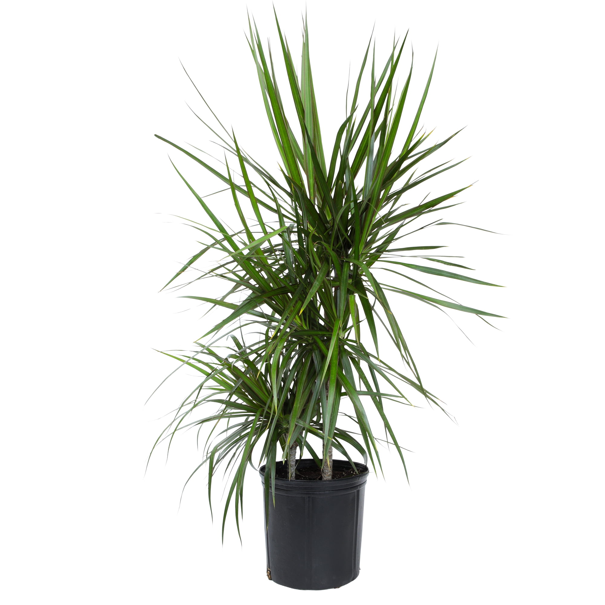 Marginata Cane Plant