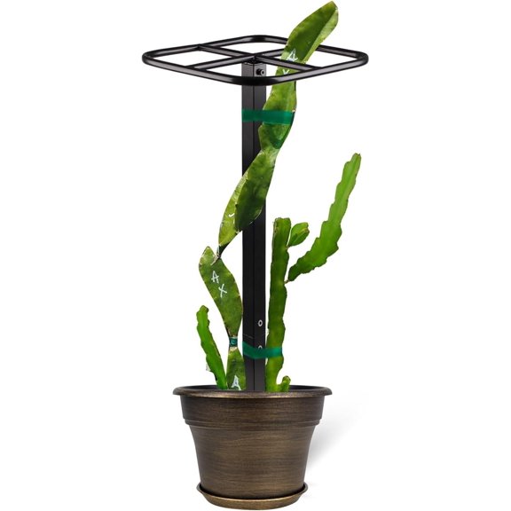 Premium Dragon Fruit Trellis - Durable Metal Trellis for Vertical Gardening and Climbing Plants - 12in x 12in x 50in