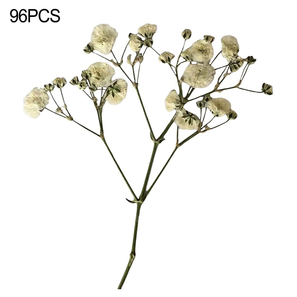 Premium Dried Gypsophila Flowers LongLasting Beauty for Crafts