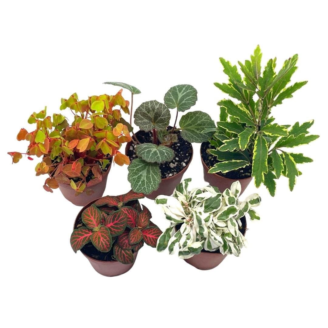 Florida House Plants Colorful Fern Set Live Plants in 2" Grower Pots (5 Count)