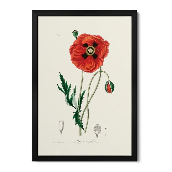 Premium Framed Art Print - Common Poppy (Papaver Rhoeas) Medical Botany