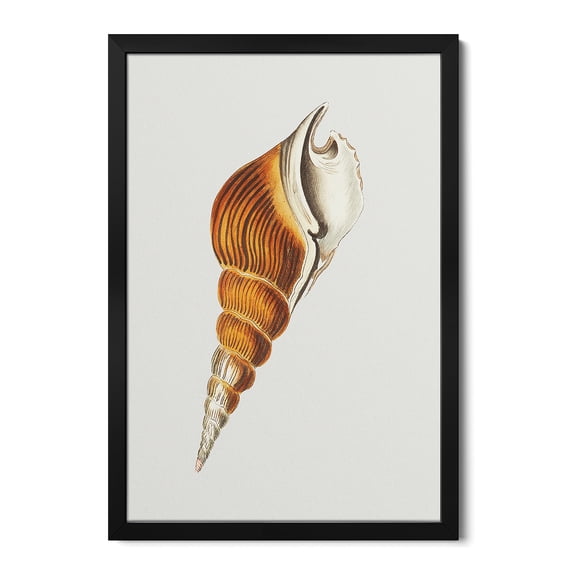 Premium Framed Art Print - Spindle Strombus