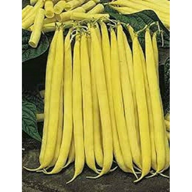 Premium Golden Stringless Yellow Wax Bean Fresh NonGMO Seeds. Great