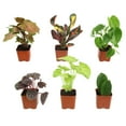 thumbnail image 1 of Premium House Plant (6-pack) - Easy Plants - Variegated & Unique - 2in. Grow Pots - Filtered Sun - Element by Altman Plants, 1 of 10