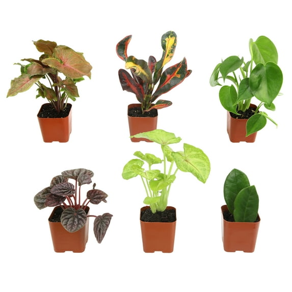 Premium House Plant (6-pack) - Easy Plants - Variegated & Unique - 2in. Grow Pots - Filtered Sun - Element by Altman Plants