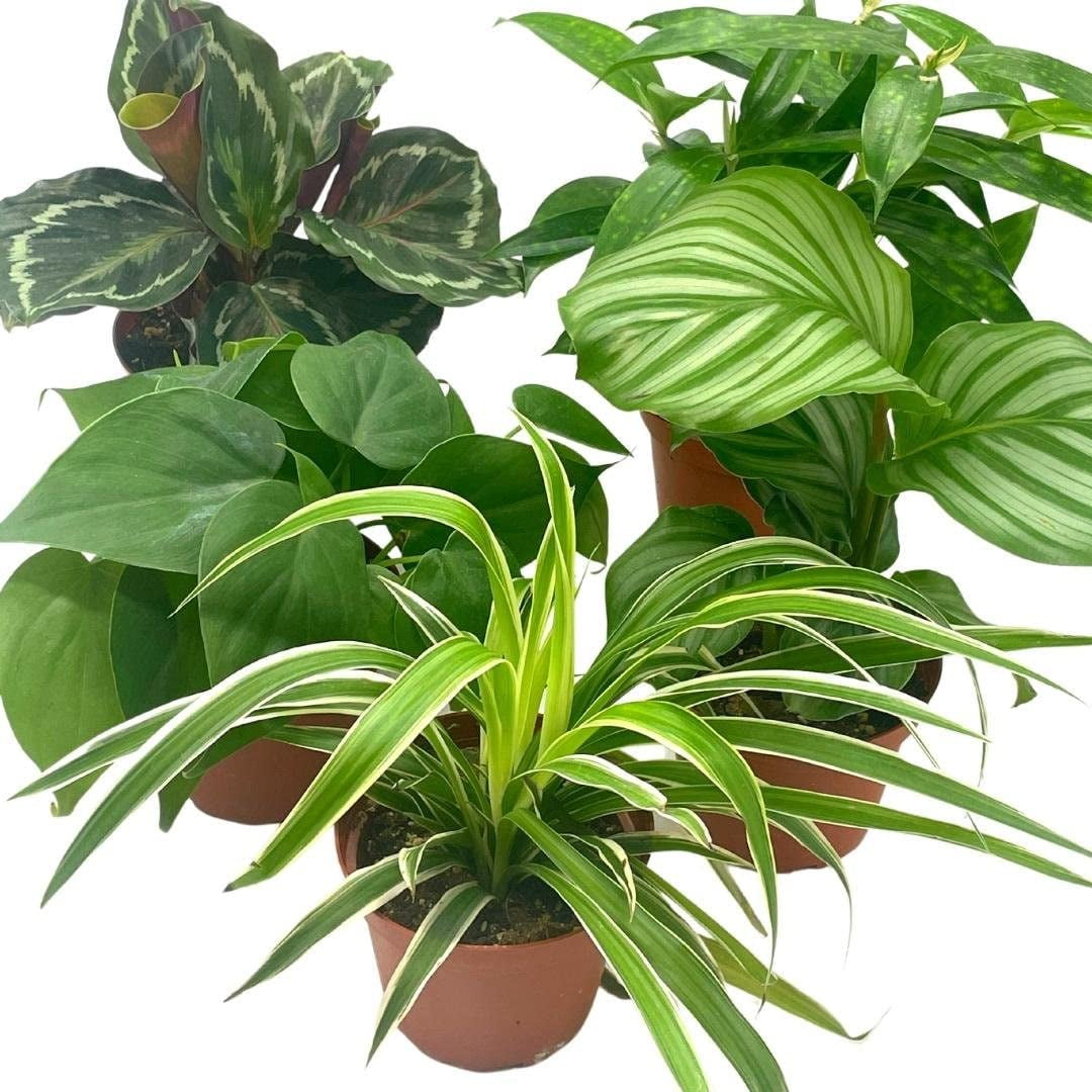 Premium Indoor Foliage Assortment, 5 Different Leafy House Plants in 4 inch  pots - Walmart.com