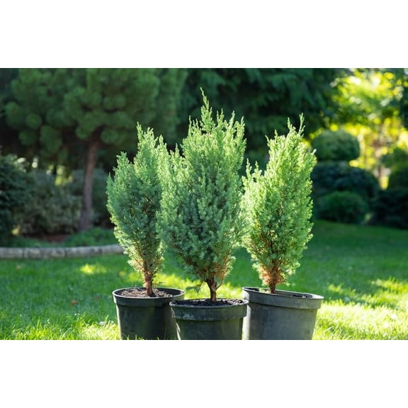 GARDENERA Premium Juniper Potting Soil Mix - Perfect Balance of Nutrients, Drainage, and Aeration for Healthy Juniper Trees - 5 Quart