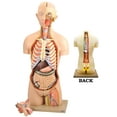 thumbnail image 1 of Premium Life Size Human Torso Model with Open Front and Back Sections - Male/Female Genitle Organs - Removable and Disectable Parts - Precise Details - Eisco Labs, 1 of 1