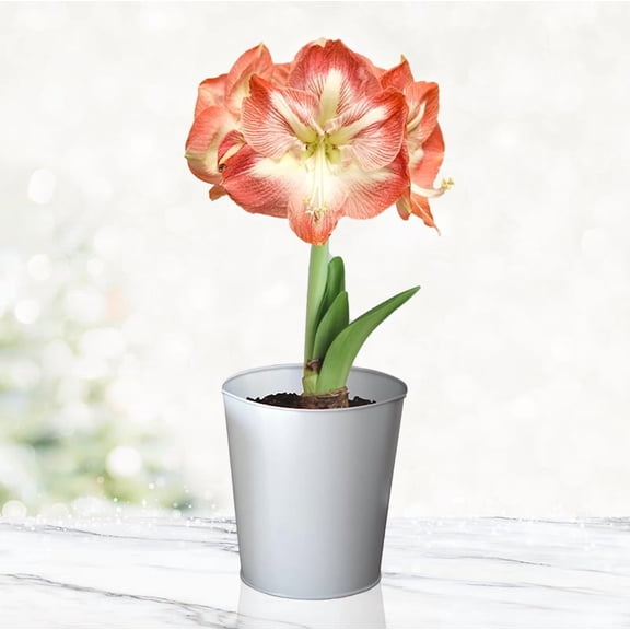 Premium Minerva Amaryllis Gift Box Kit Indoor Flower Bulb Includes Silver Metal Pot, Growing Medium & Instructions Easy to Grow Winter Bloom Kit Guaranteed to Bloom